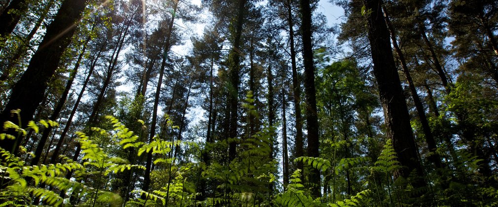 salcey forest tree top northamptonshire