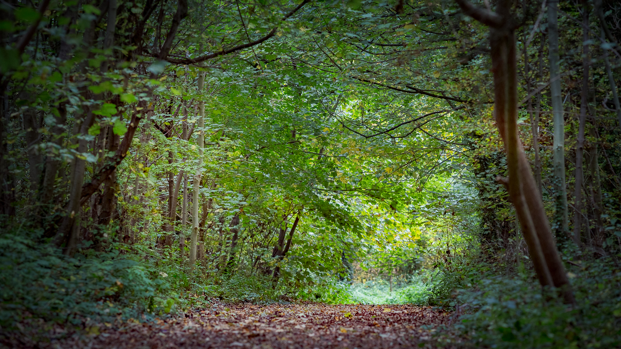 outdoor activities forest nature 