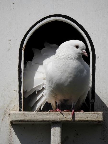 Dove, bird, perch