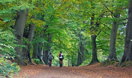 Cyclists in the forest