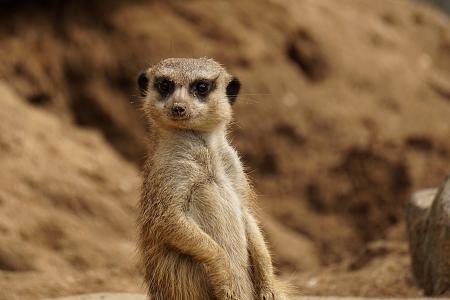 Meerkat