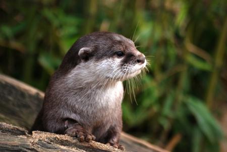 Otter nature cute 