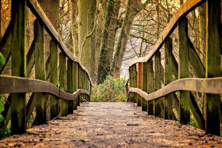 woodland bridge trees rustic 