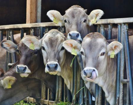 Dairy, cows, herd