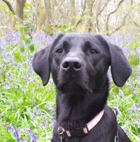 Dog in Everdon Shrubs