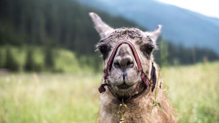 llama trekking fluffy animal