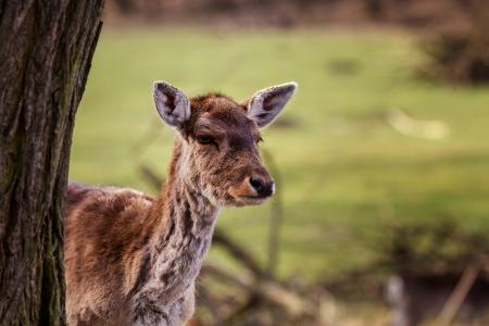 deer tree woodland 