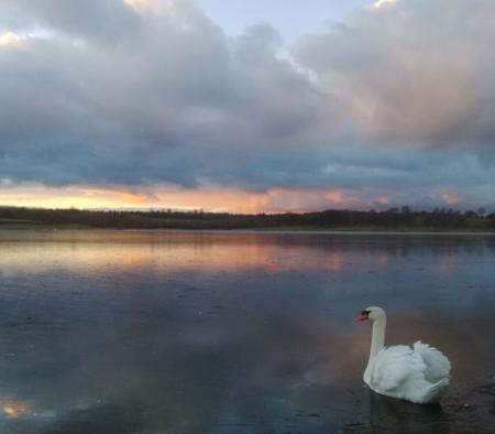 swan, water, sunset