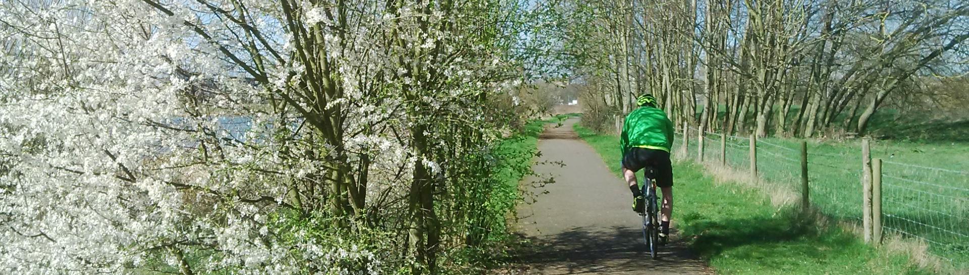 Cyclist on cycle path in spring with tree in blossom