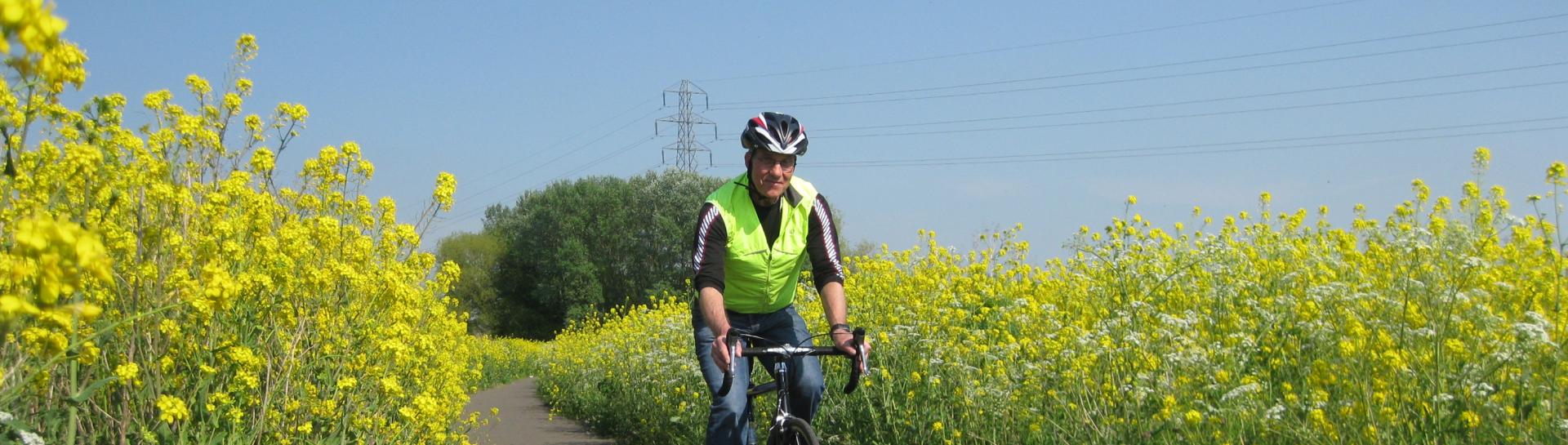 Cyclist on cycle route in spring surrounded by yellow flowers