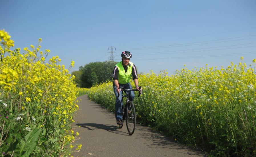 Cyclist on cycle route in spring surrounded by yellow flowers