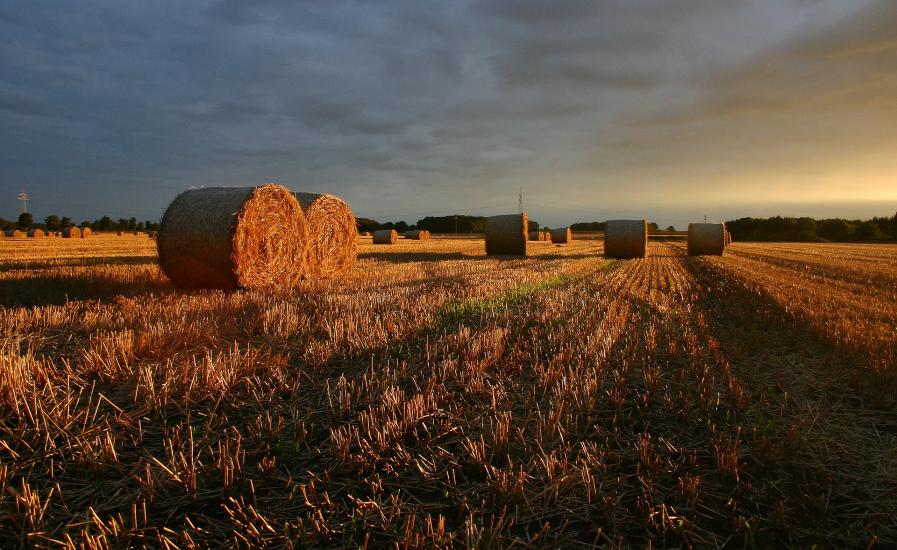 countryside corn field hay bales