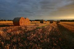 countryside corn field hay bales