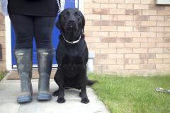 Labrador Dog and Wellington boots 2 Pineham